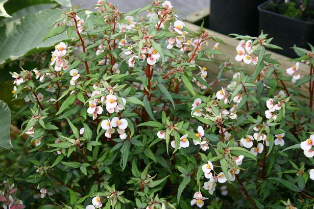 Begonia partita 