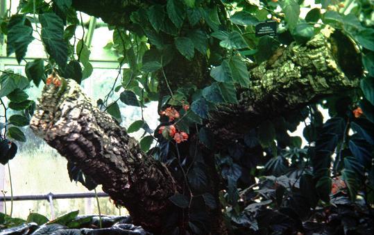 Begonia procumbens 