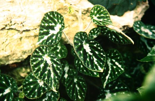 Begonia pustulata 