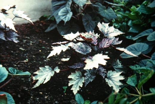 Begonia 'Radium' 