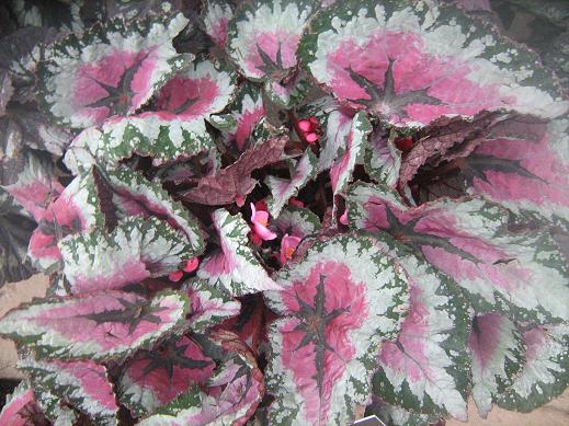 Begonia 'Savannah Pink Parfait' 