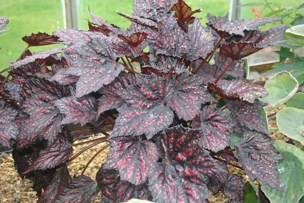 Begonia 'Sea Serpent' 