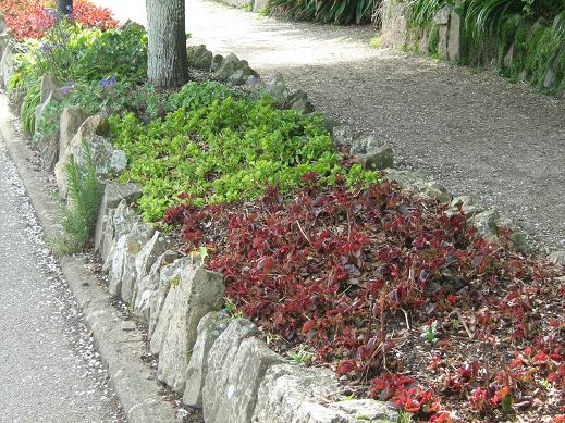 Begonia semperflorens 