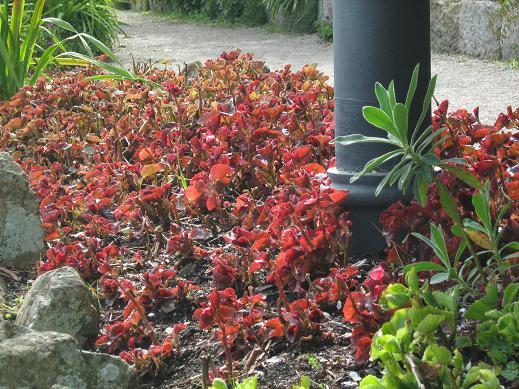 Begonia semperflorens 