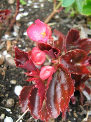 Begonia semperflorens 
