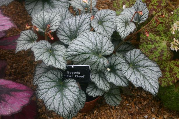 Begonia 'Silver Cloud' 