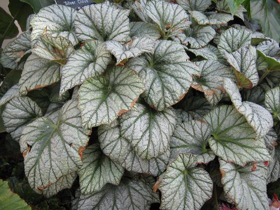 Begonia 'Silver Cloud' 