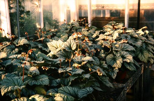 Begonia 'Silver Queen' 