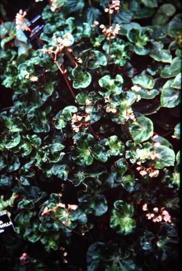 Begonia x erythrophylla 'Helix' 