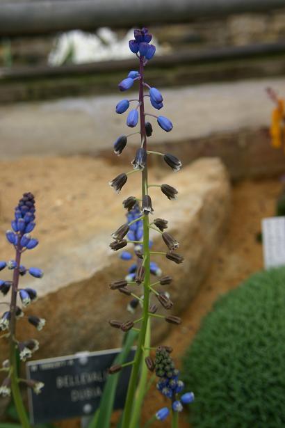 Bellevalia dubia 