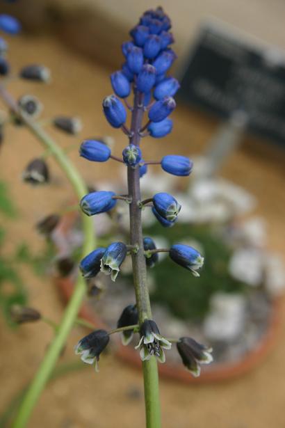 Bellevalia dubia 