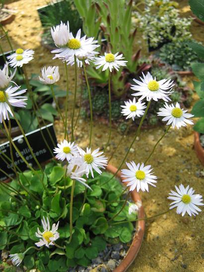 Bellis caerulescens 