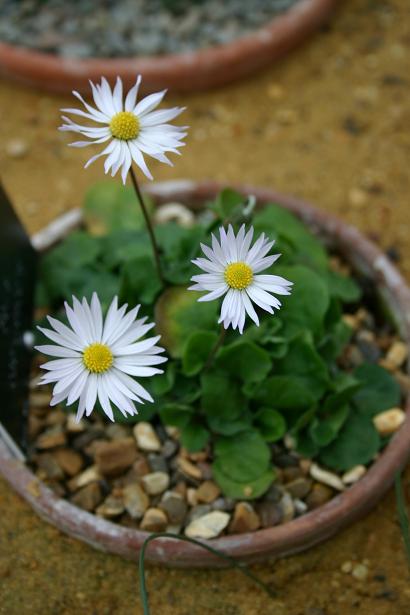 Bellis caerulescens 