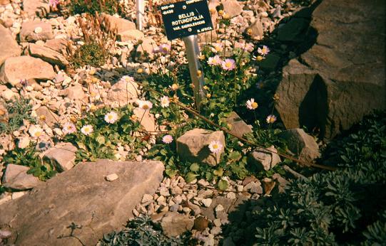 Bellis caerulescens 