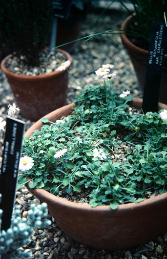 Bellis caerulescens 