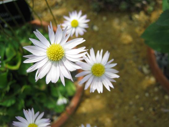 Bellis caerulescens 