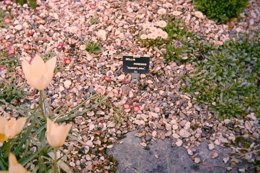 Bellis perennis 'Rubriflora' 