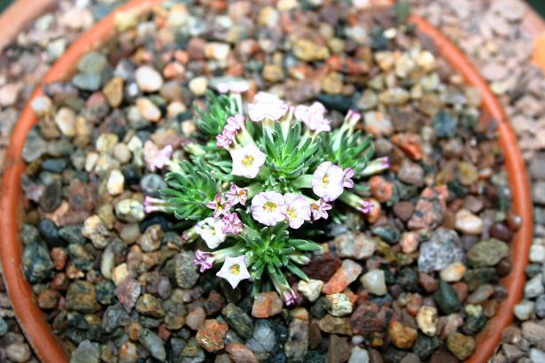 Benthamiella longifolia 