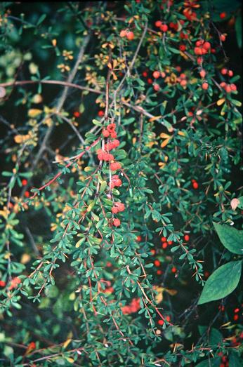 Berberis aggregata 