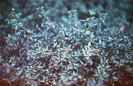 Berberis candidula 