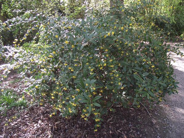 Berberis julianae 