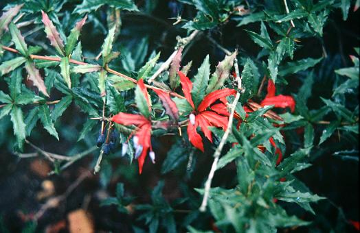 Berberis julianae 