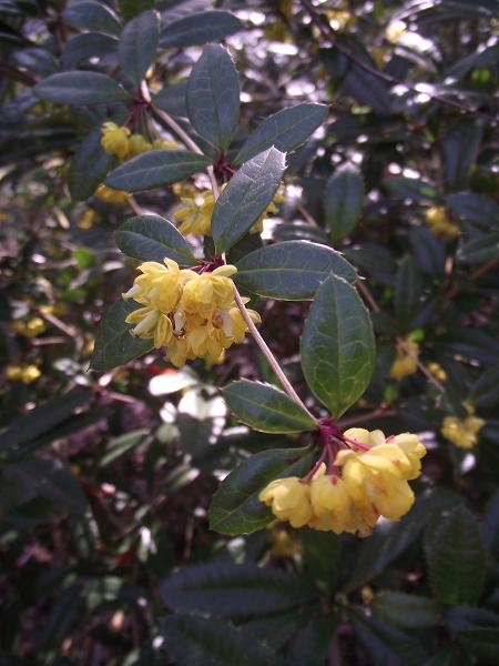 Berberis julianae 