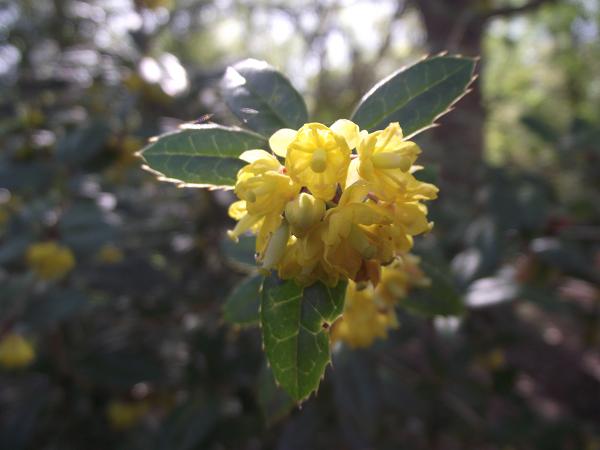 Berberis julianae 