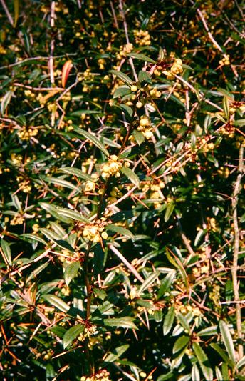 Berberis julianae 