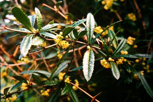 Berberis souleiana 