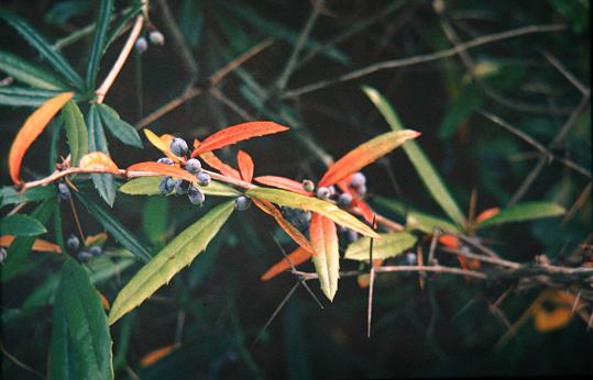 Berberis souleiana 