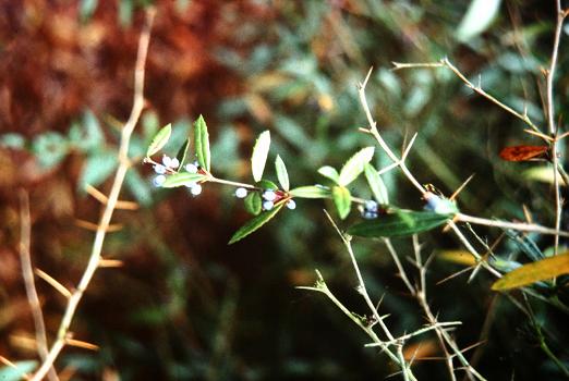 Berberis souleiana 