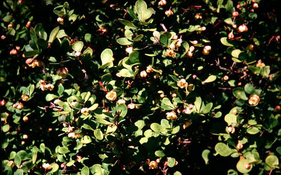 Berberis thunbergii 