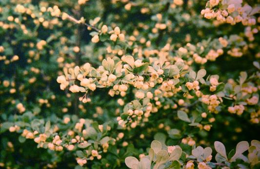 Berberis thunbergii 