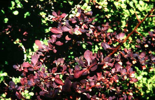 Berberis thunbergii f atropurpurea 