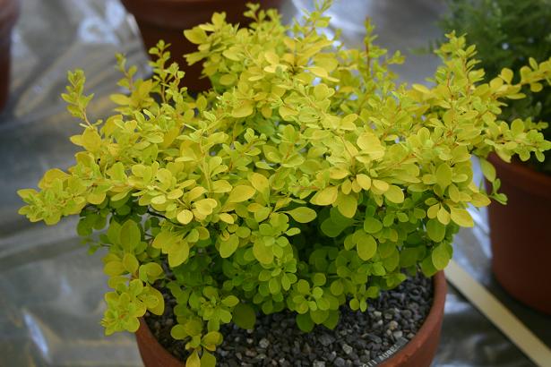 Berberis thunbergii 'Aurea' 