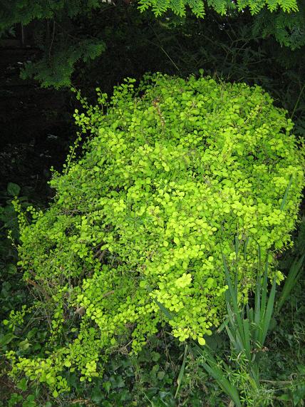 Berberis thunbergii 'Aurea' 