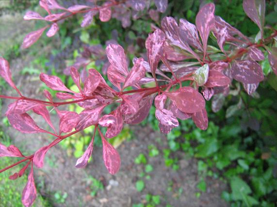 Berberis thunbergii 'Roseglow' 