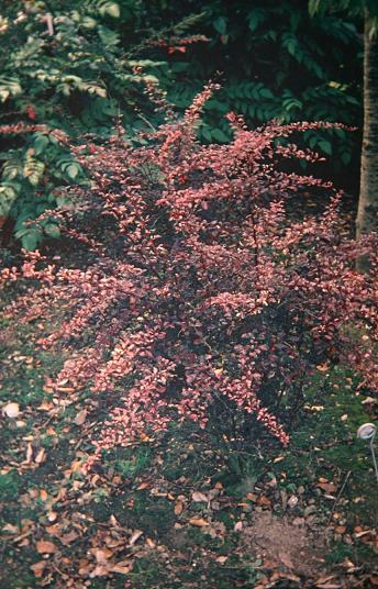 Berberis thunbergii 'Roseglow' 