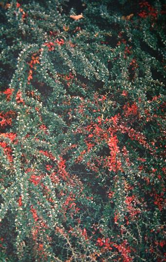 Berberis verrucosa 