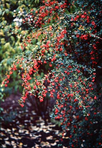 Berberis vulgaris 