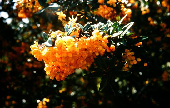 Berberis x lologensis 