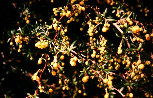 Berberis x stenophylla 