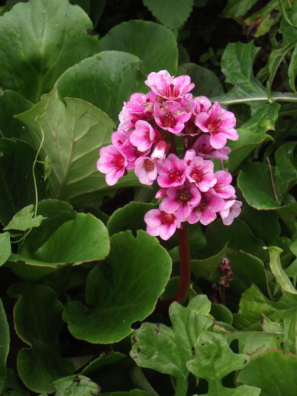 bergenia autumn magic