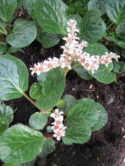 Bergenia ciliata 