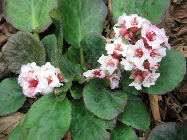 Bergenia ciliata 