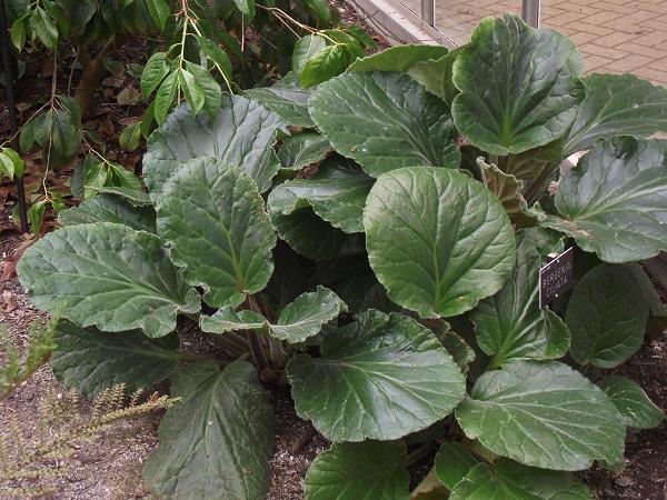 Bergenia ciliata 