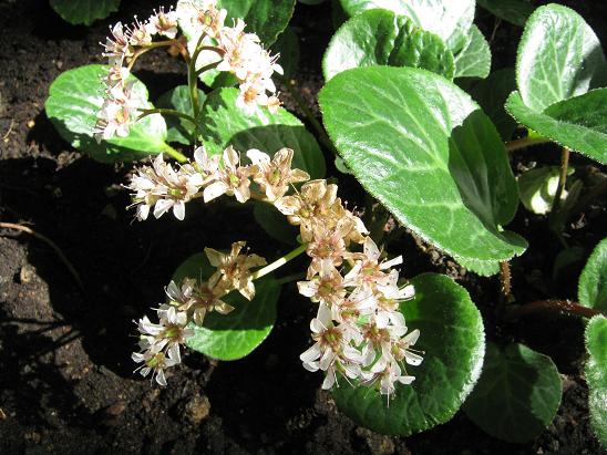 Bergenia ciliata 