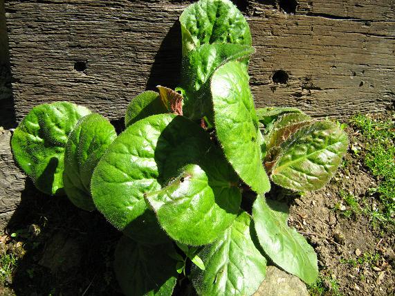 Bergenia ciliata 