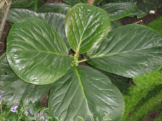 Bergenia ciliata 